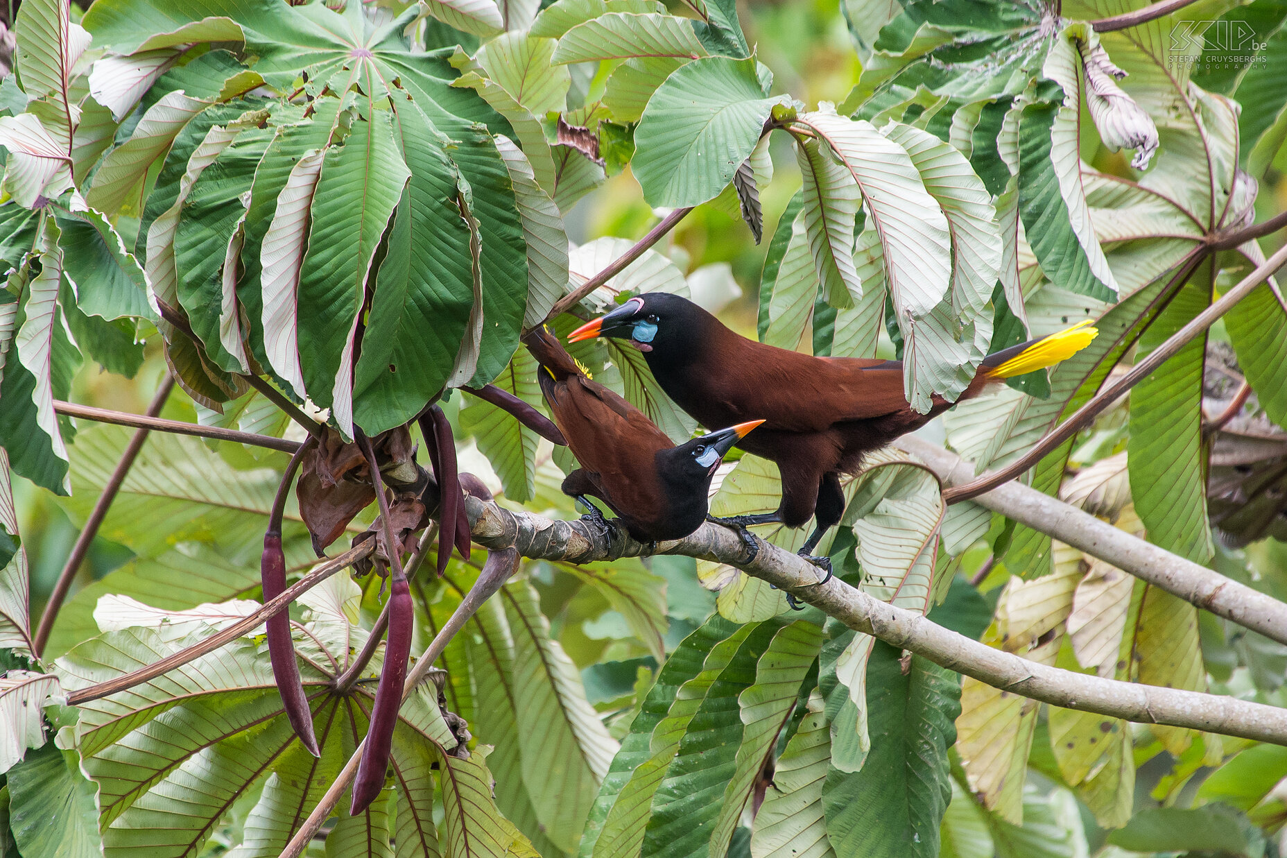 Arenal - Montezuma oropendolas Grote, kleurrijke en luidruchtige Montezuma oropendolas in de bomen van Arenal Volcano nationaal park. Stefan Cruysberghs